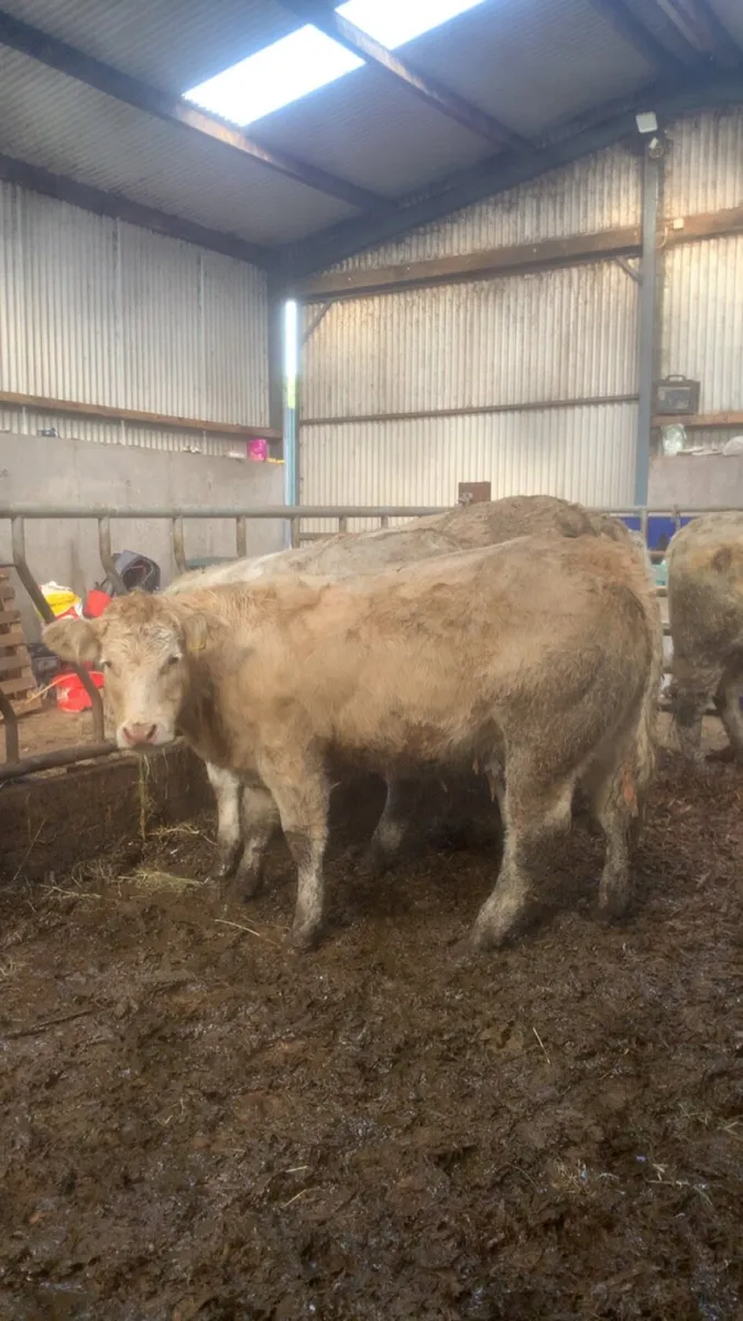 8 Charolais Heifers - Image 2
