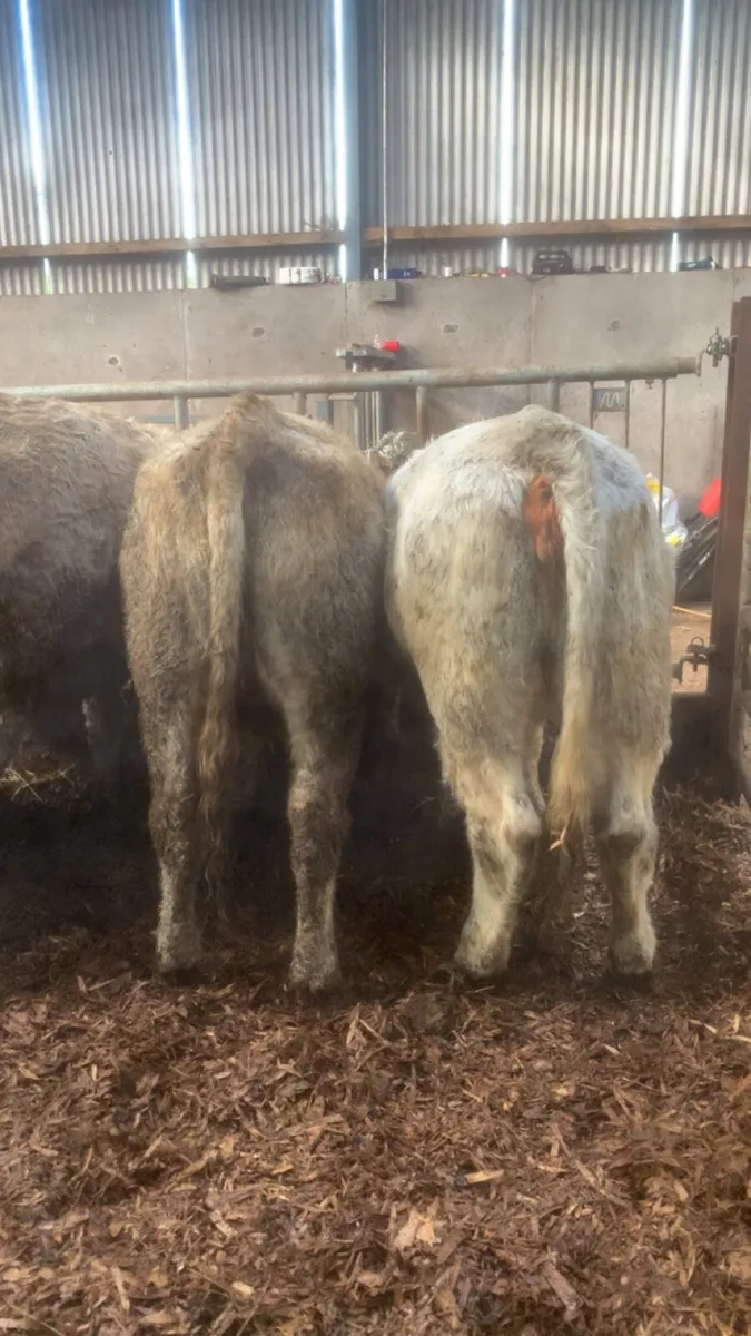 8 Charolais Heifers - Image 3