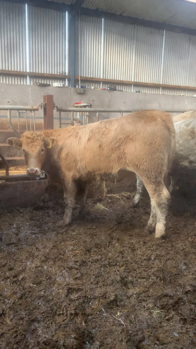 8 Charolais Heifers - Image 4