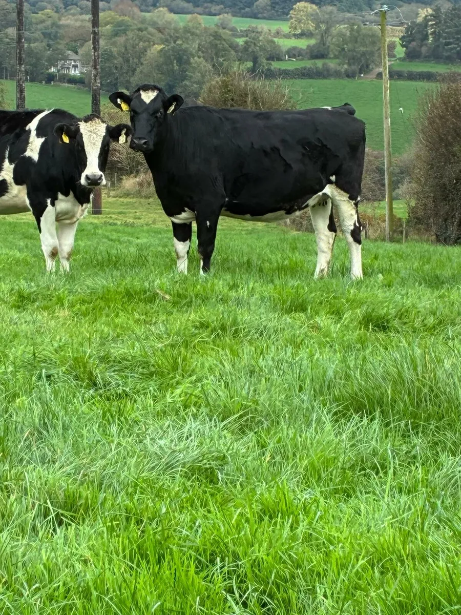 Wanted Macroom Mart weekly cattle sale - Image 1