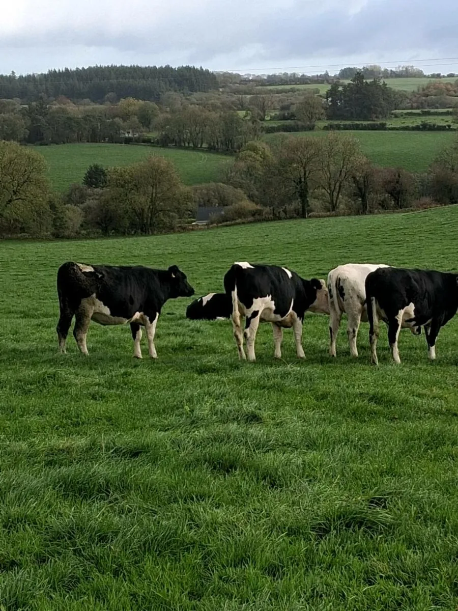 Wanted Macroom Mart weekly cattle sale - Image 2