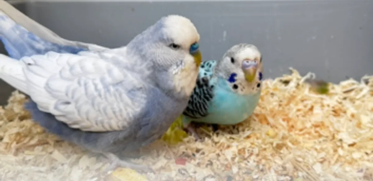 Budgie