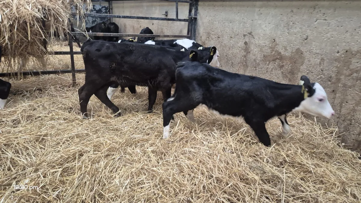 8 angus Hereford heifers - Image 1
