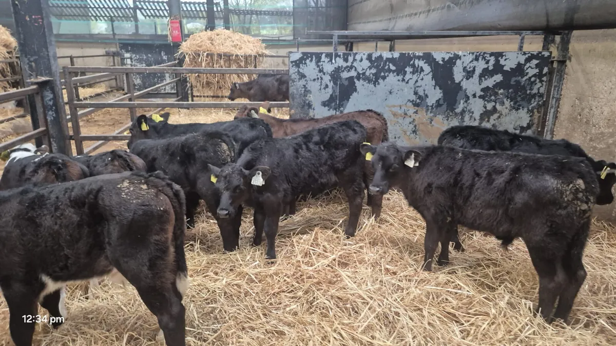 8 angus Hereford heifers - Image 2