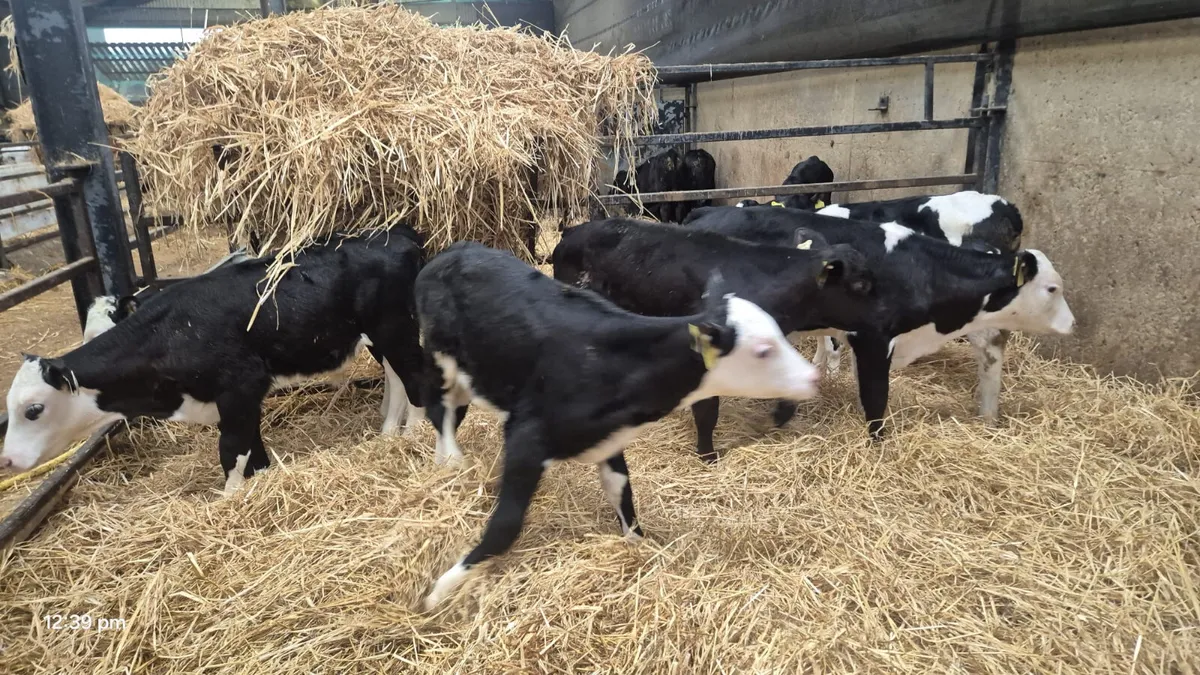 8 angus Hereford heifers - Image 4