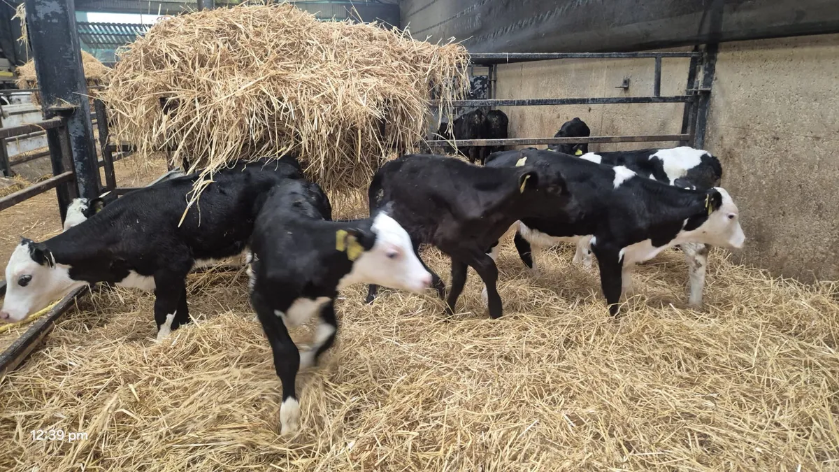 8 angus Hereford heifers - Image 3