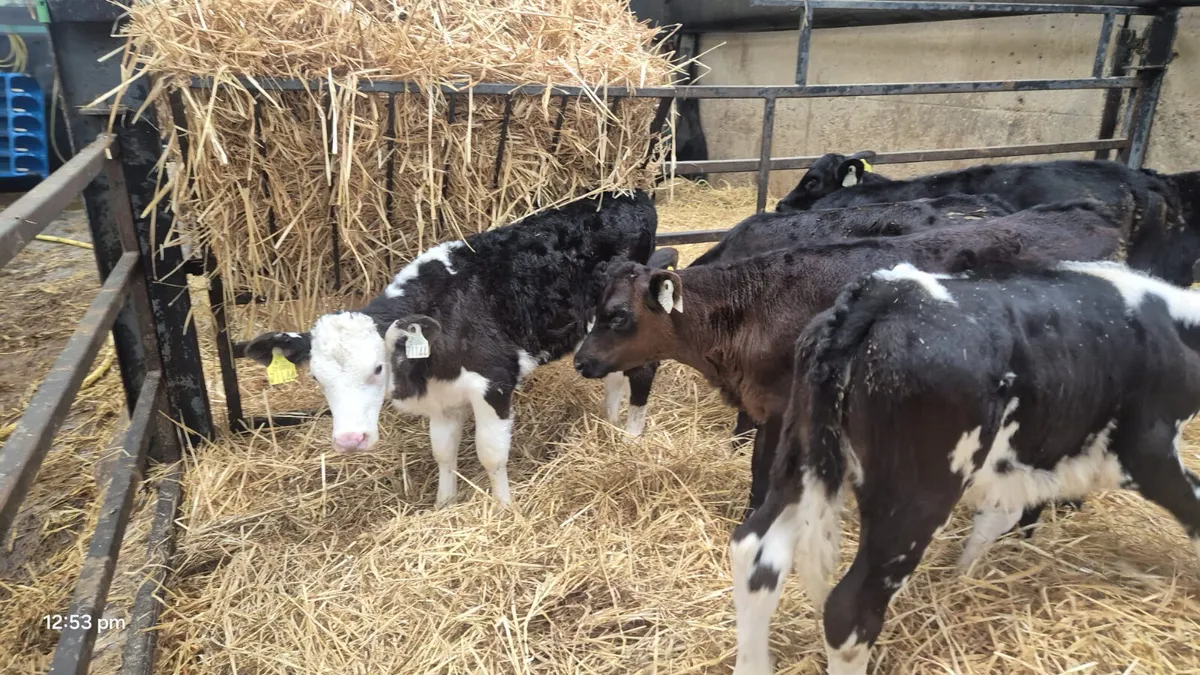 6 Strong bull calves - Image 1