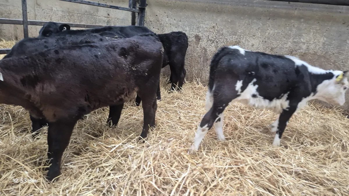 6 Strong bull calves - Image 2