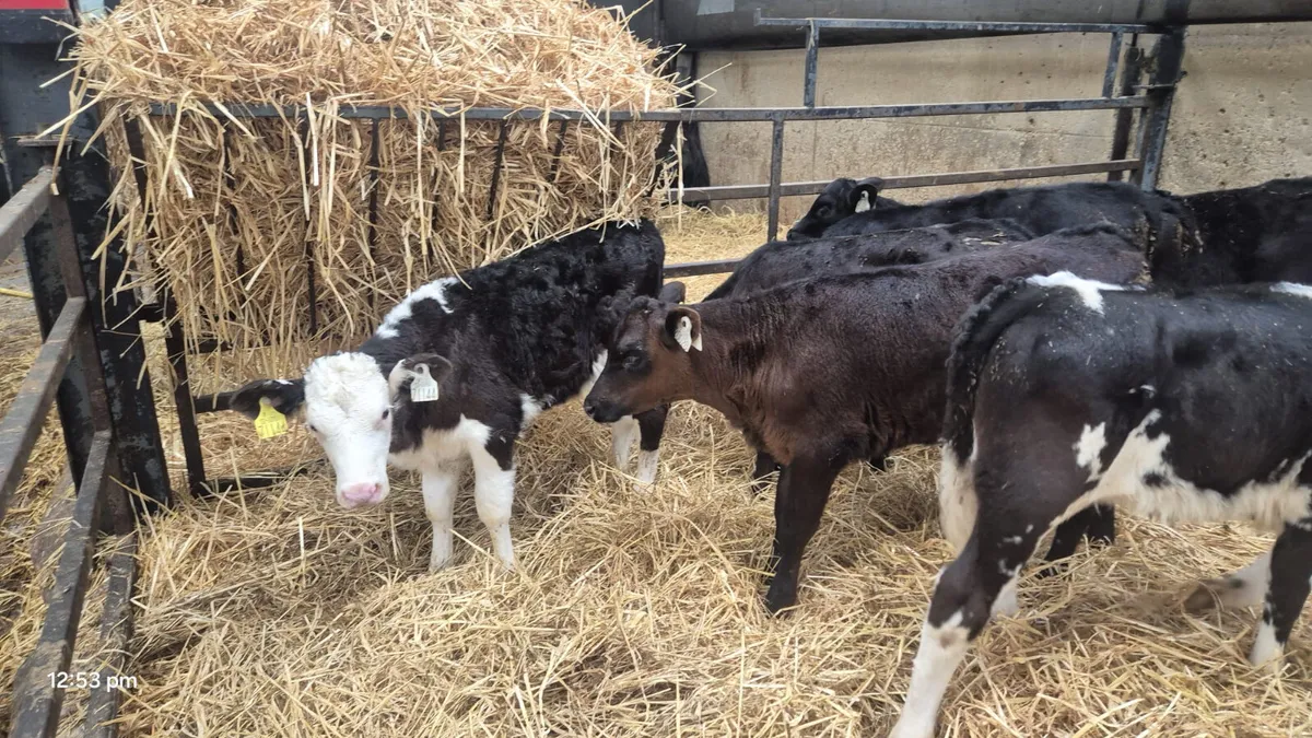 6 Strong bull calves - Image 3