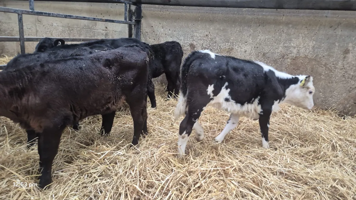 6 Strong bull calves - Image 4