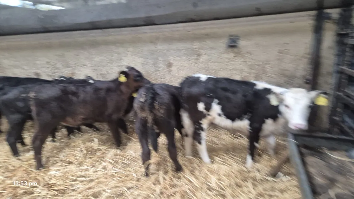 10  Angus Hereford bull calves - Image 4