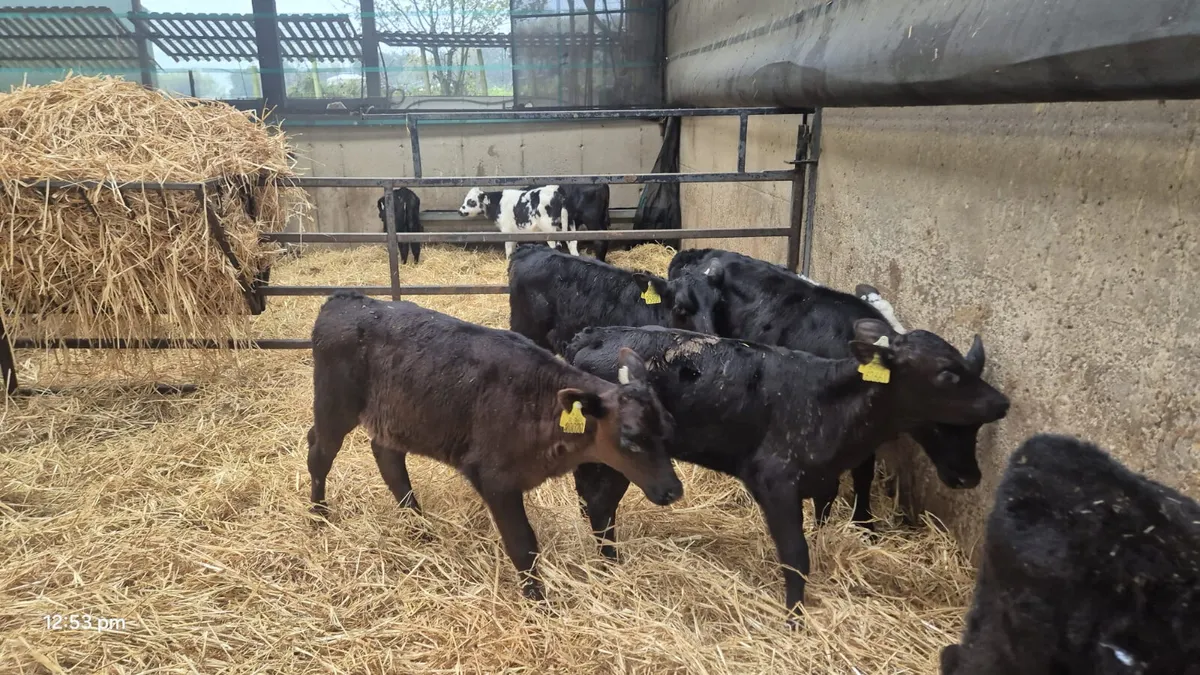 10  Angus Hereford bull calves - Image 1