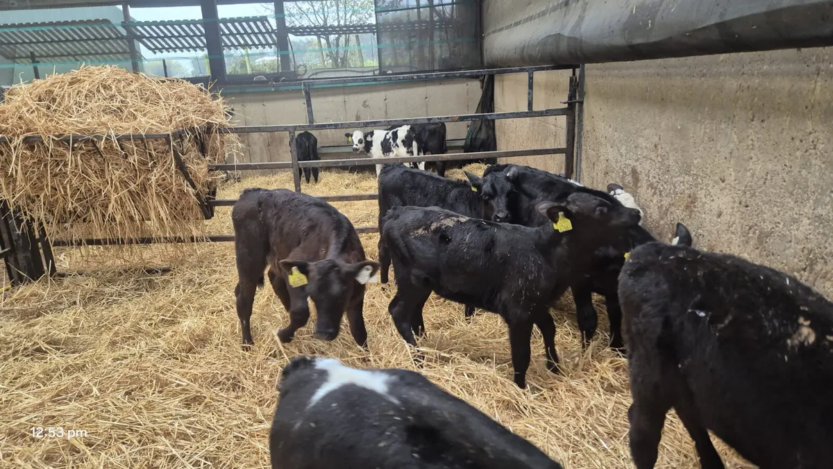 10  Angus Hereford bull calves - Image 2