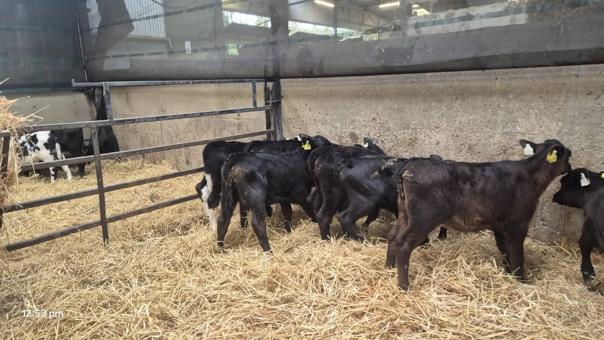 10  Angus Hereford bull calves - Image 3