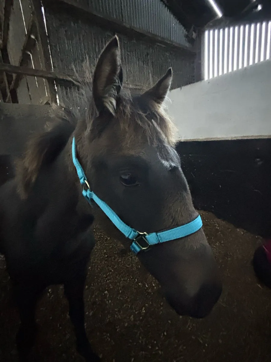 Buckskin with Dorsal Stripe - ISH Filly - Image 2