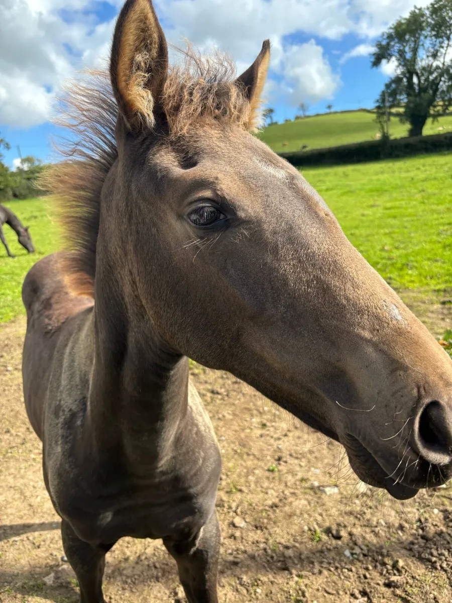 Buckskin with Dorsal Stripe - ISH Filly - Image 1