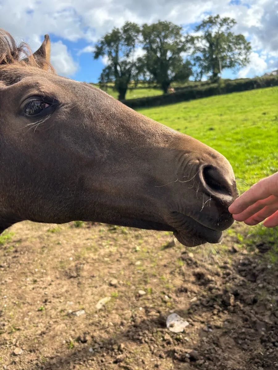 Buckskin with Dorsal Stripe - ISH Filly - Image 3