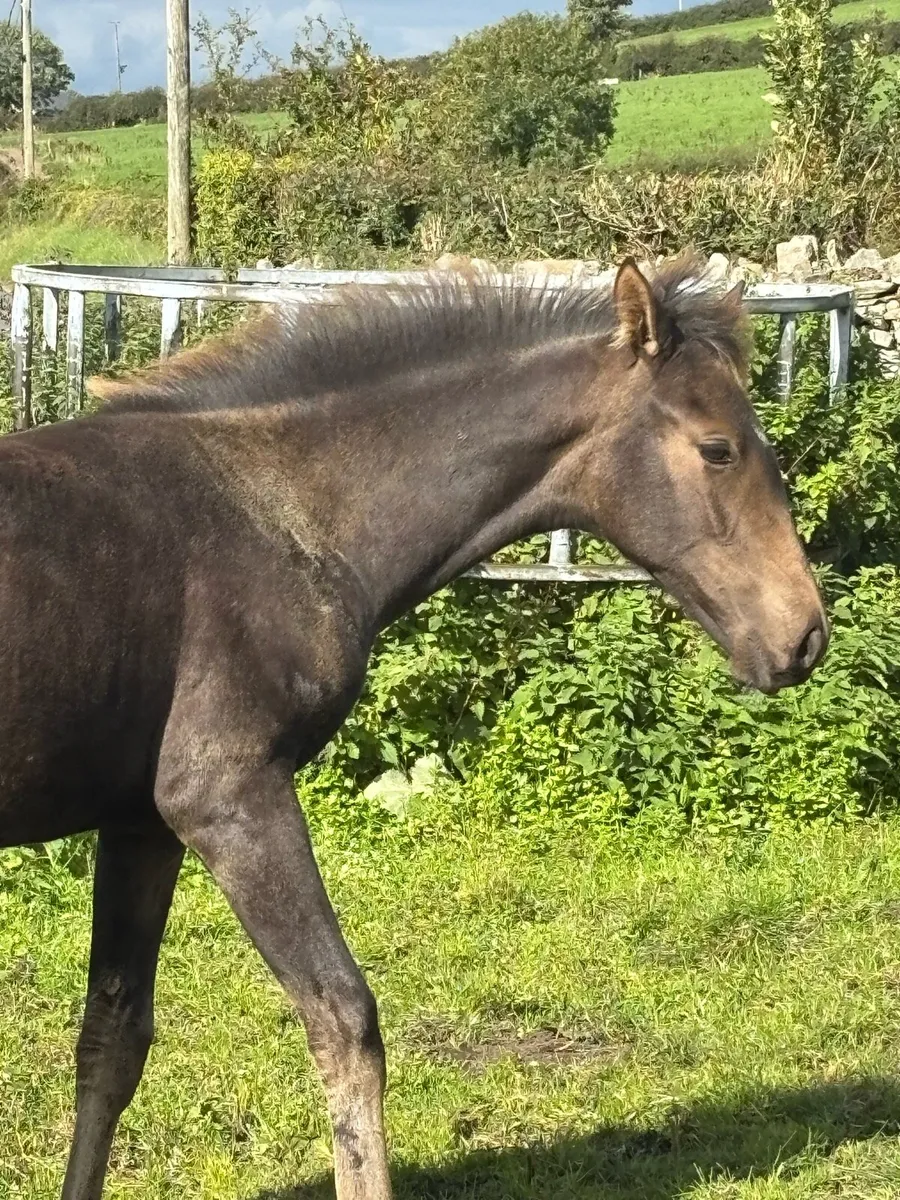 Buckskin with Dorsal Stripe - ISH Filly - Image 4