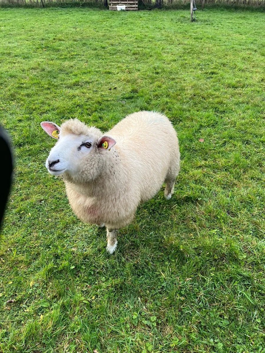 GALWAY RAM