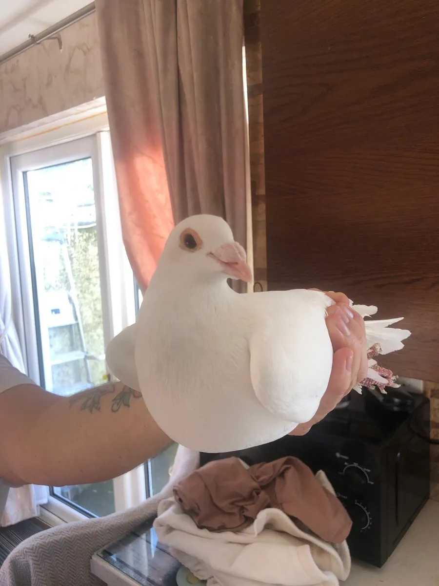 12 White Pigeons - Image 1