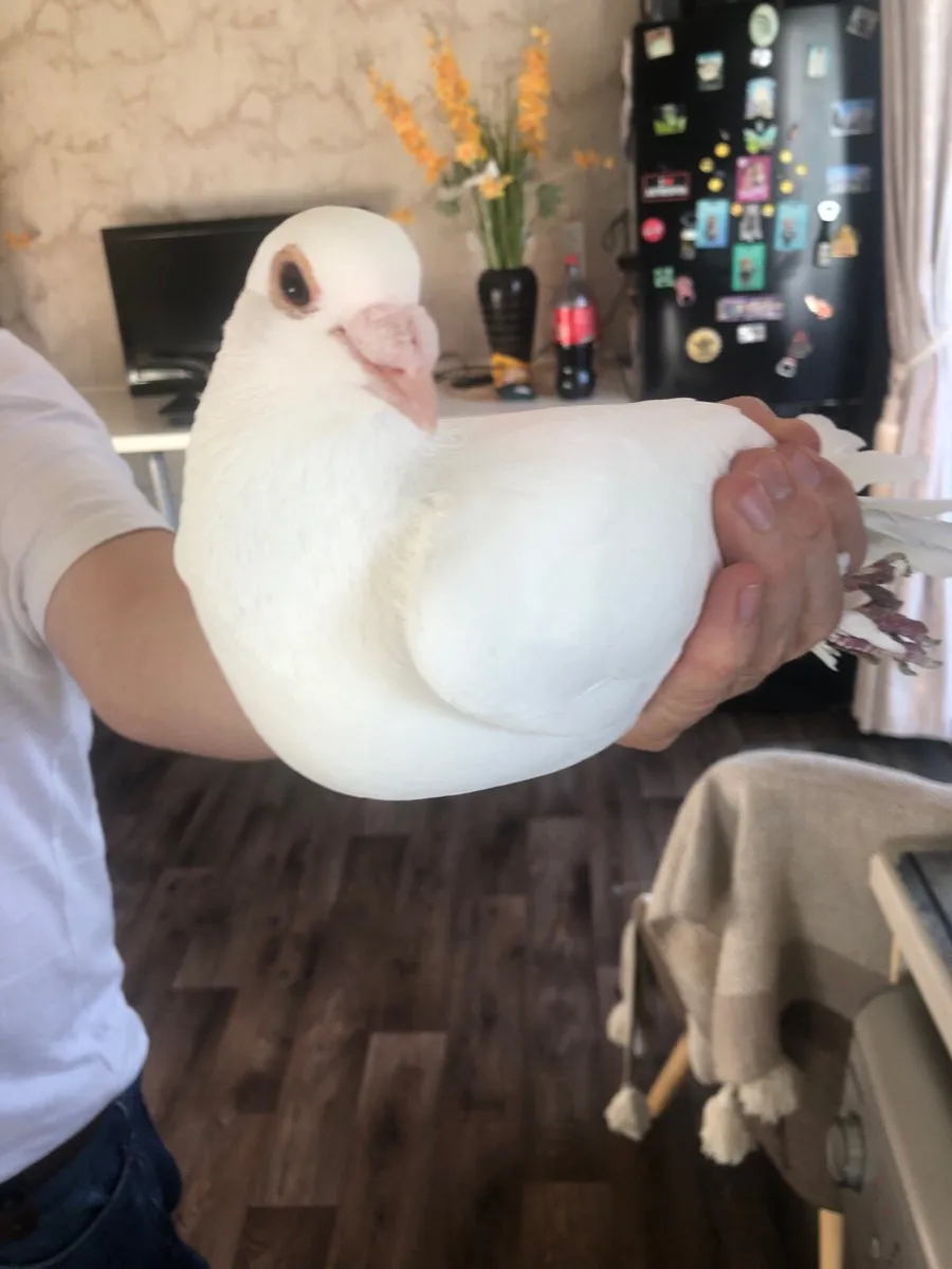 12 White Pigeons - Image 2