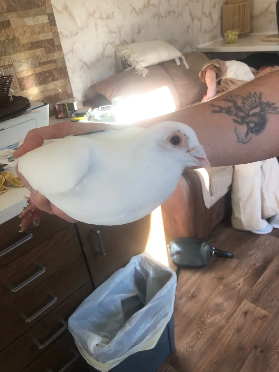 12 White Pigeons - Image 3