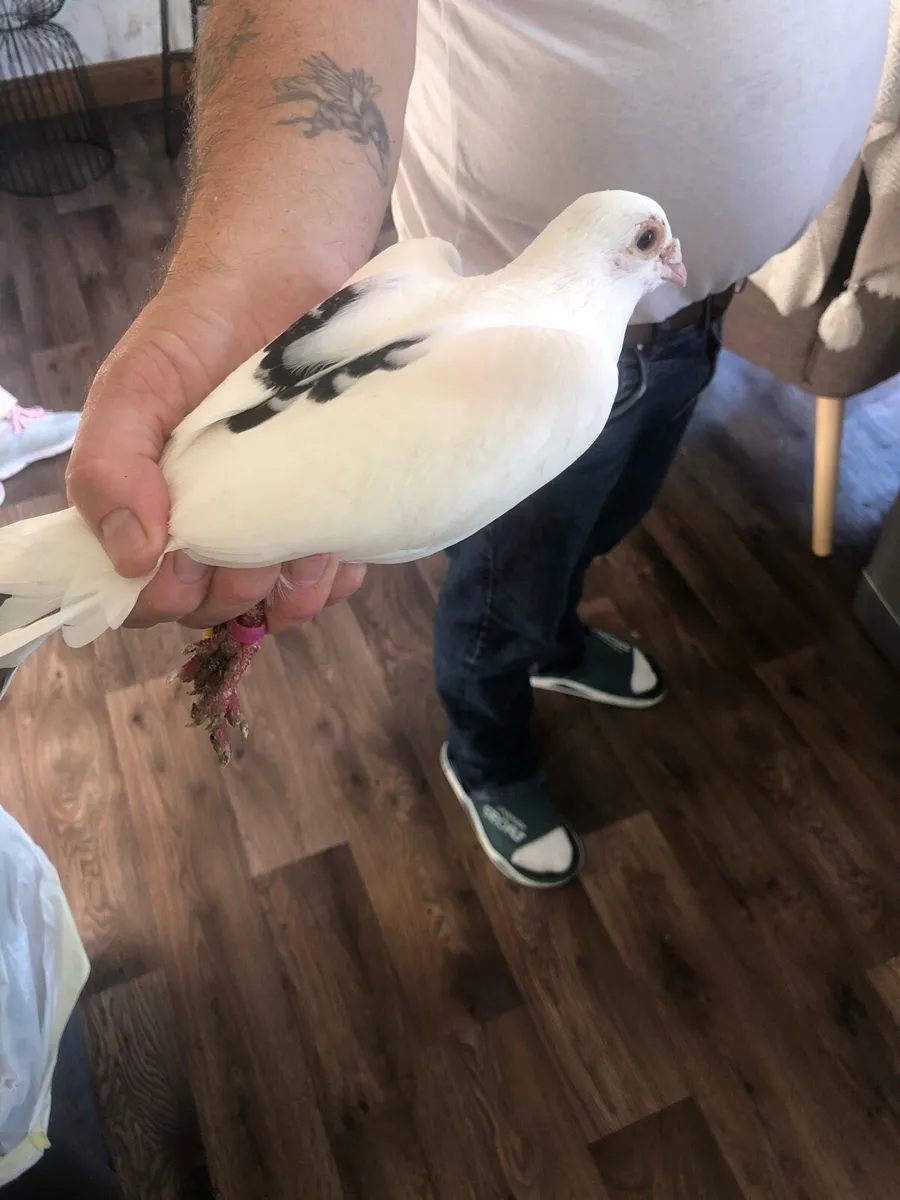 12 White Pigeons - Image 4