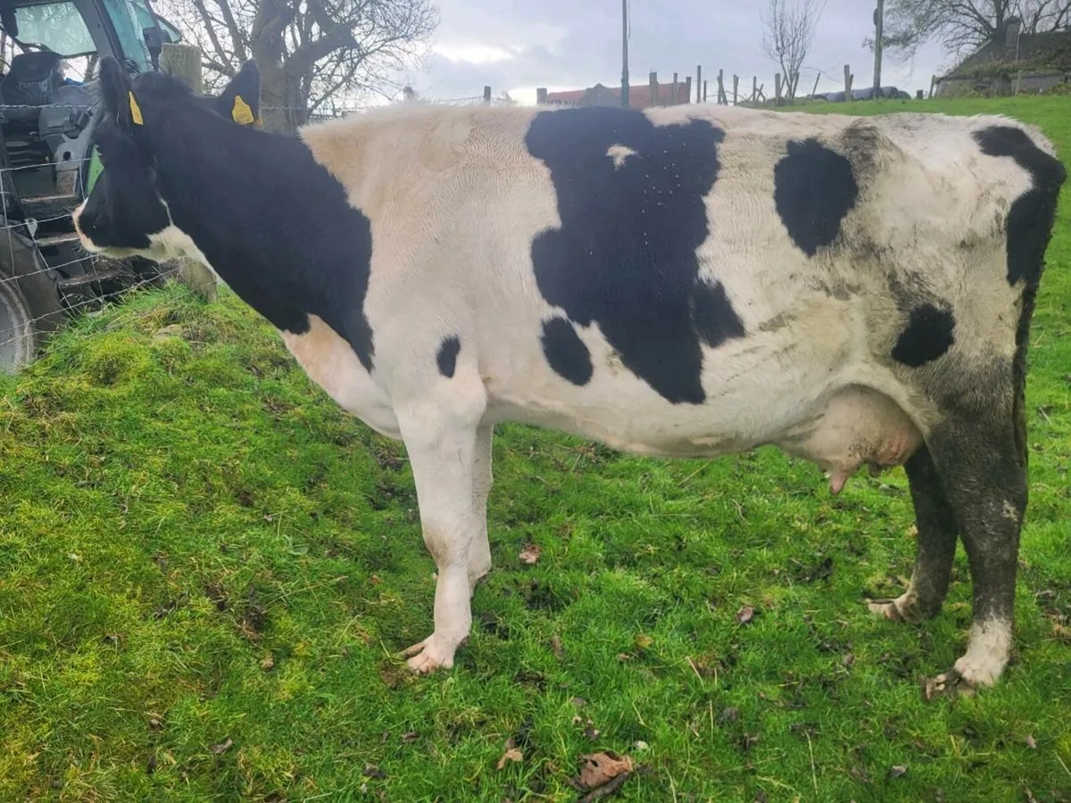 Foster cow - Image 1