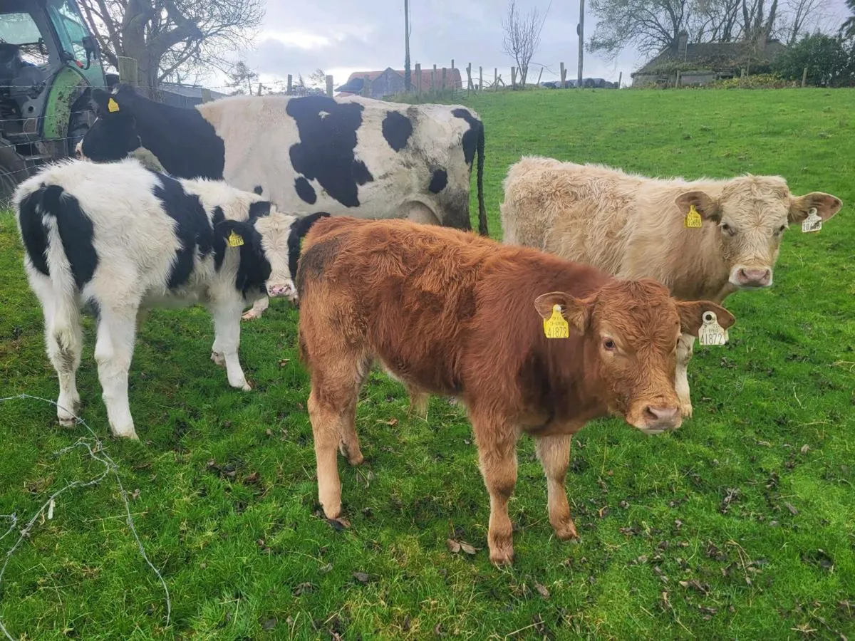 Foster cow - Image 2