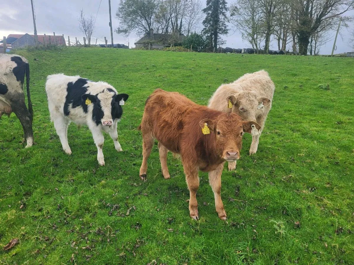 Foster cow - Image 3