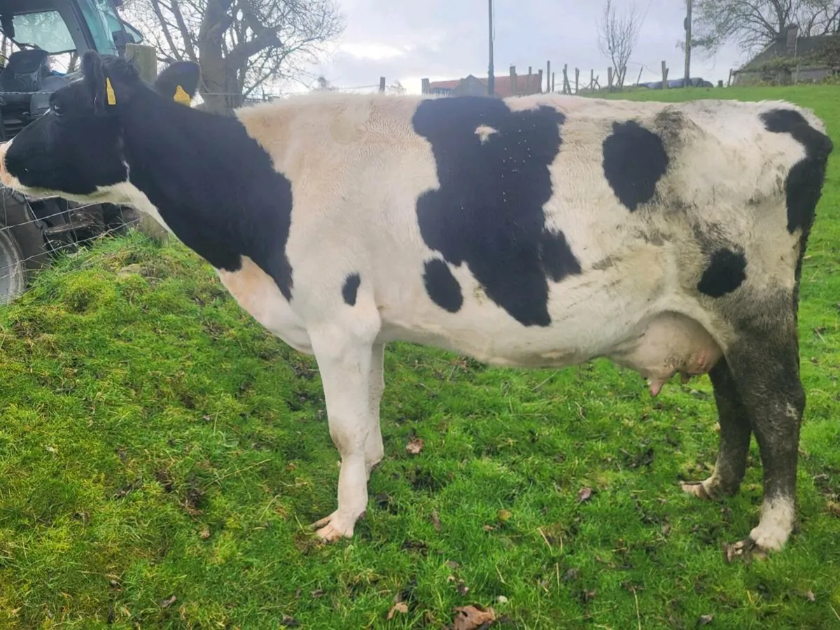 Foster cow - Image 4