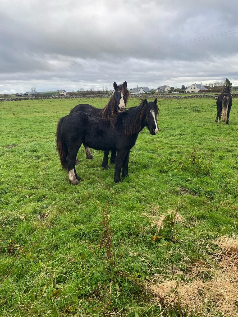 Year and half  fillies - Image 2