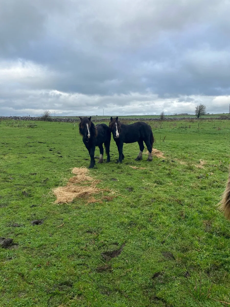 Year and half  fillies - Image 1