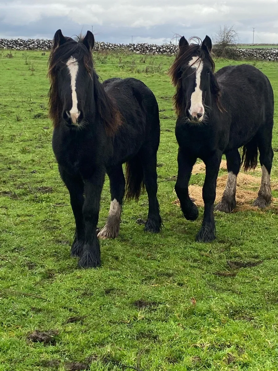 Year and half  fillies - Image 3