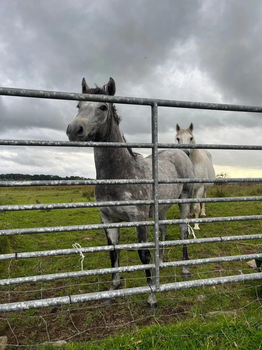 Connemera filly foal - Image 3