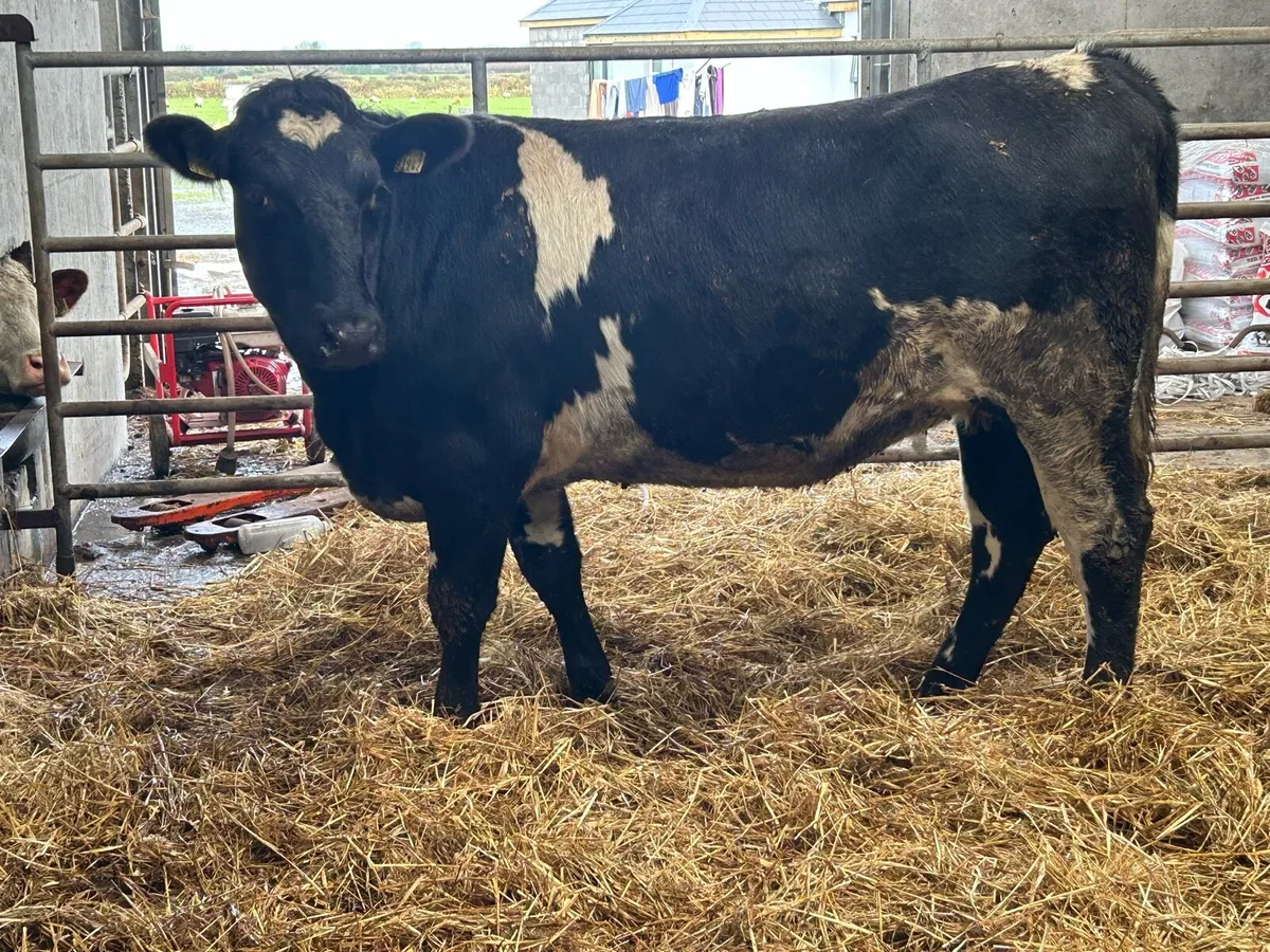 6 5 star genotyped incalf heifers - Image 2