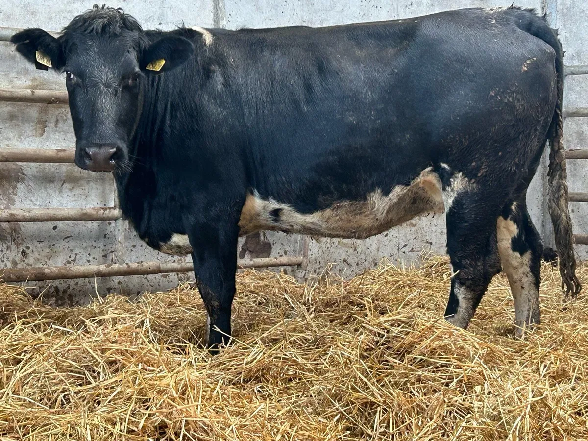 6 5 star genotyped incalf heifers - Image 3