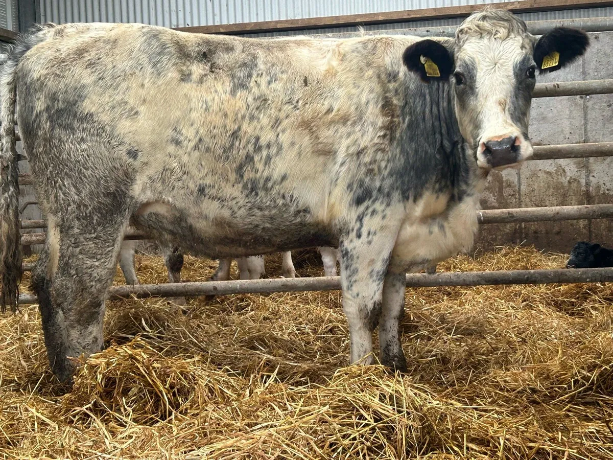 6 5 star genotyped incalf heifers - Image 4