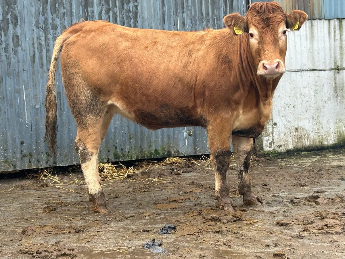 6 5 star genotyped incalf heifers - Image 1
