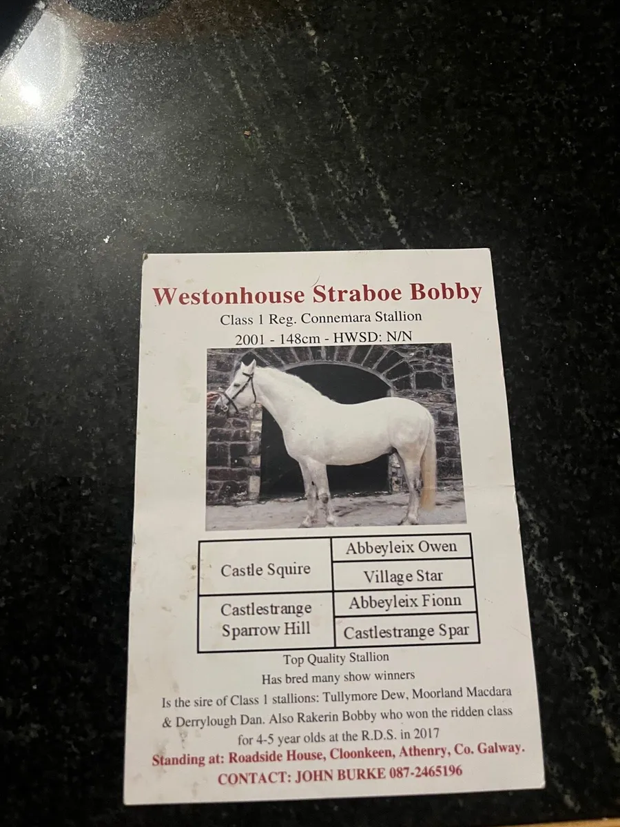 Connemera filly foal - Image 4