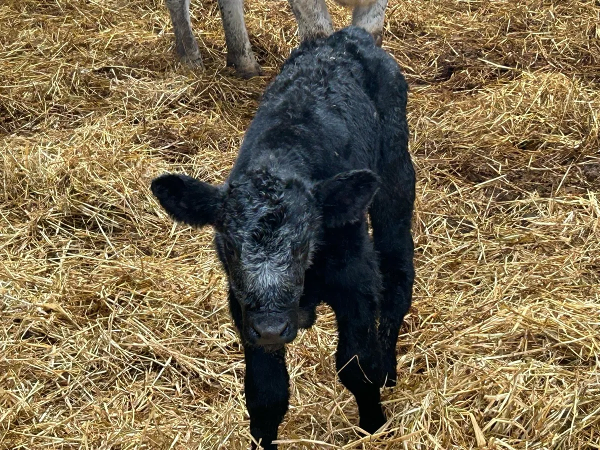 Smashing first calved shorthorn heifer - Image 3