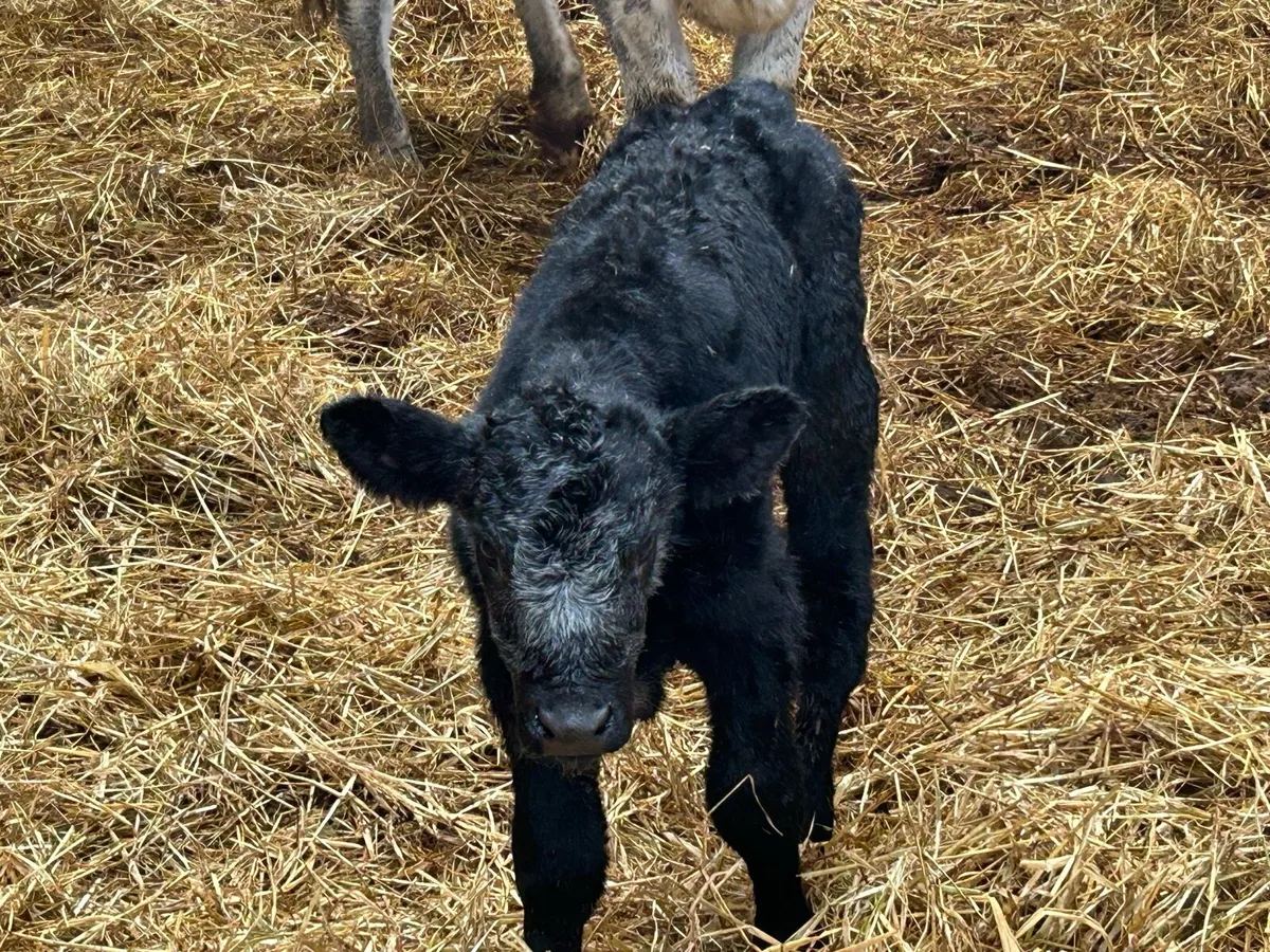 Smashing first calved shorthorn heifer - Image 4