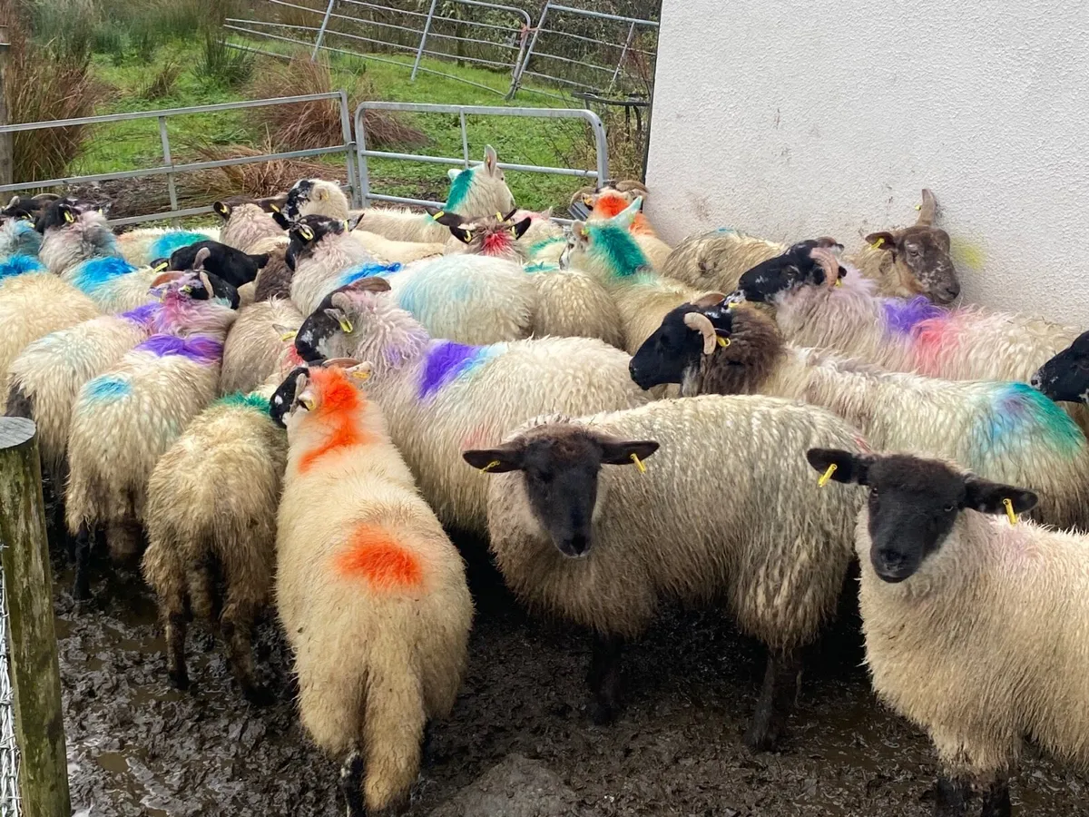 25 Super Ewe Lambs - Image 1