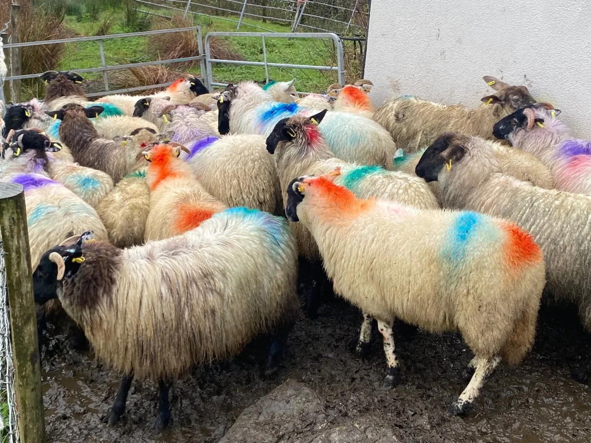 25 Super Ewe Lambs - Image 2