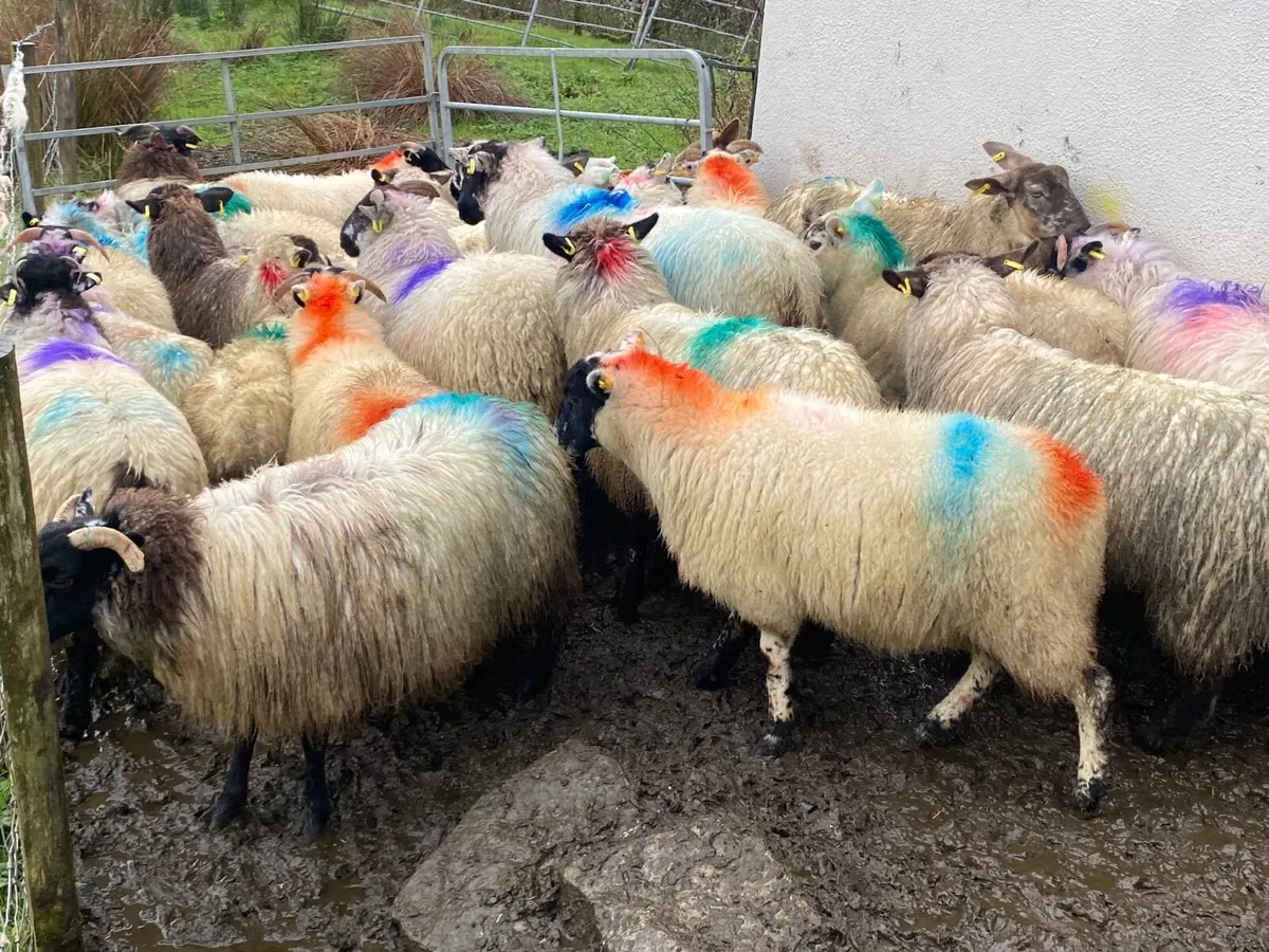 25 Super Ewe Lambs - Image 3