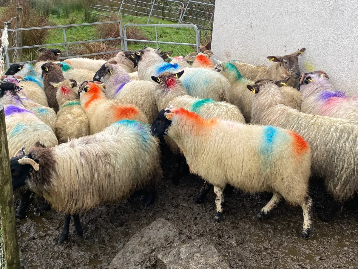 25 Super Ewe Lambs - Image 4