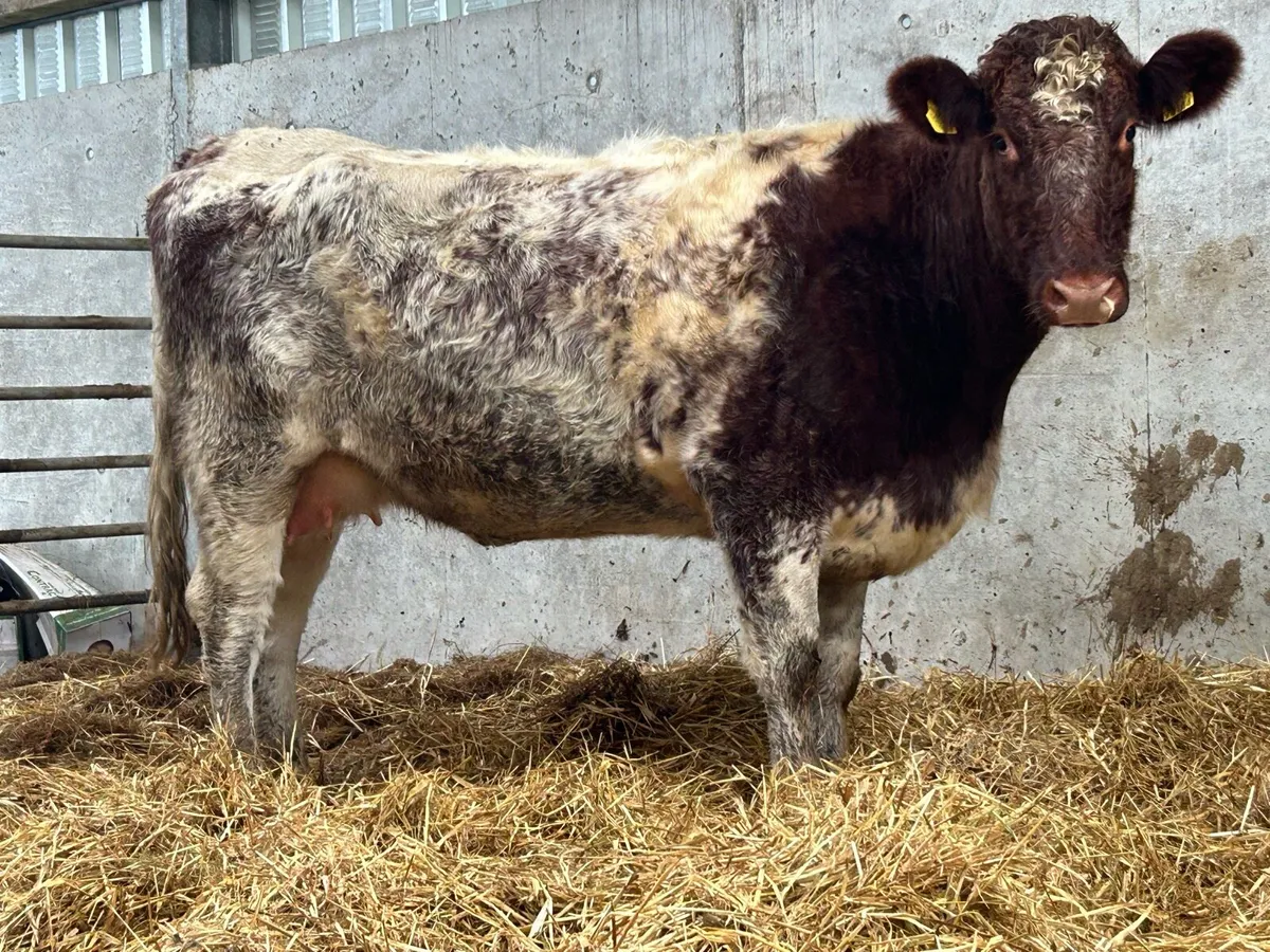 Smashing first calved shorthorn heifer - Image 1
