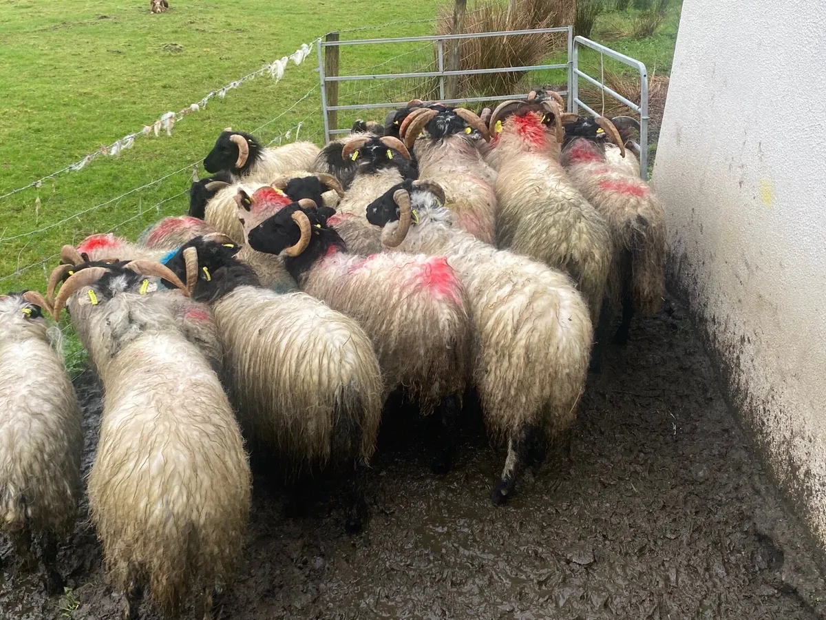 24 Ram Lambs - Image 1