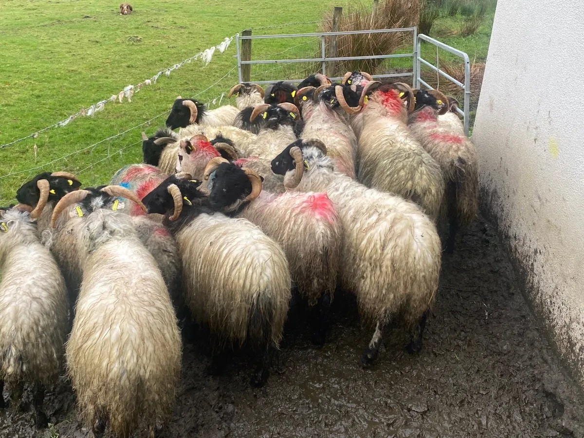24 Ram Lambs - Image 2