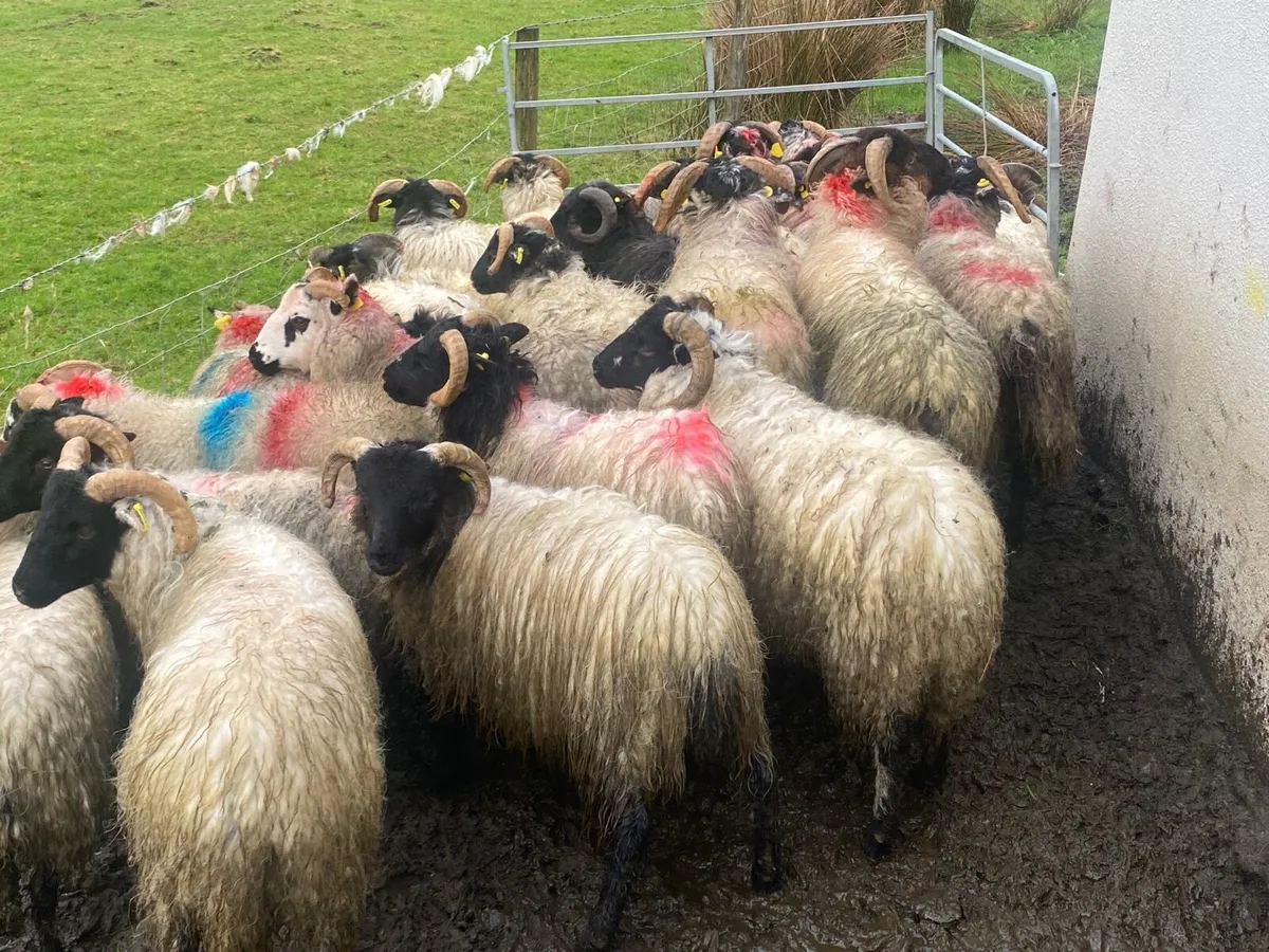 24 Ram Lambs - Image 3